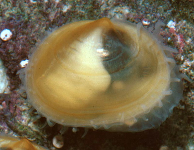 Scintilla cuvieri